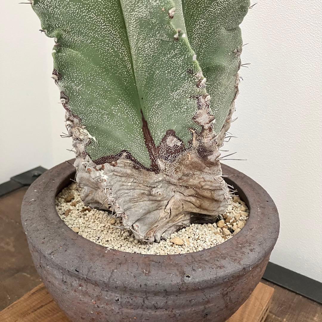 アストロフィツム・螺旋盤石　鉢付き