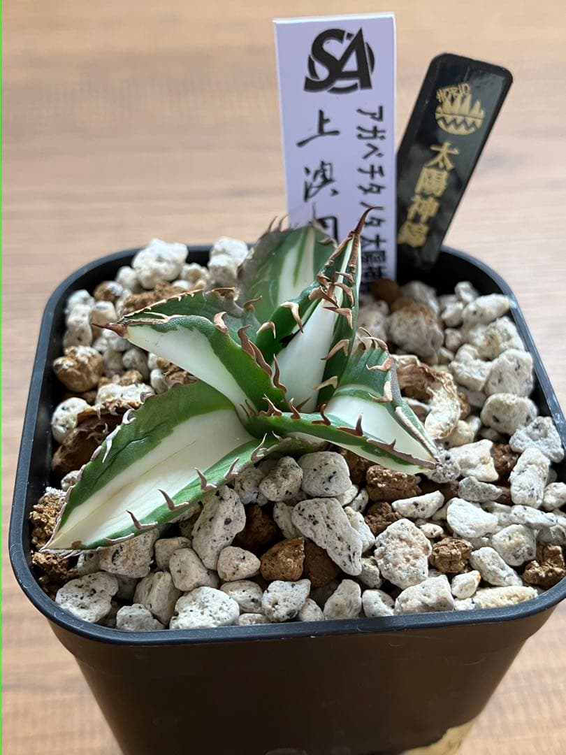 速達【鉢ごと発送】①発根済み　アガべ　チタノタ　太陽神錦　白中斑　TC 永久錦