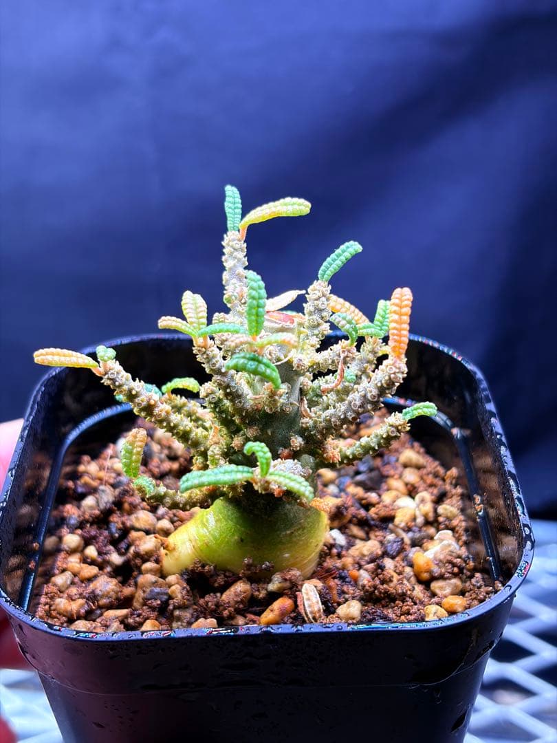 ドルステニアギカスブラータ実生株　Dorstenia gigas bullata