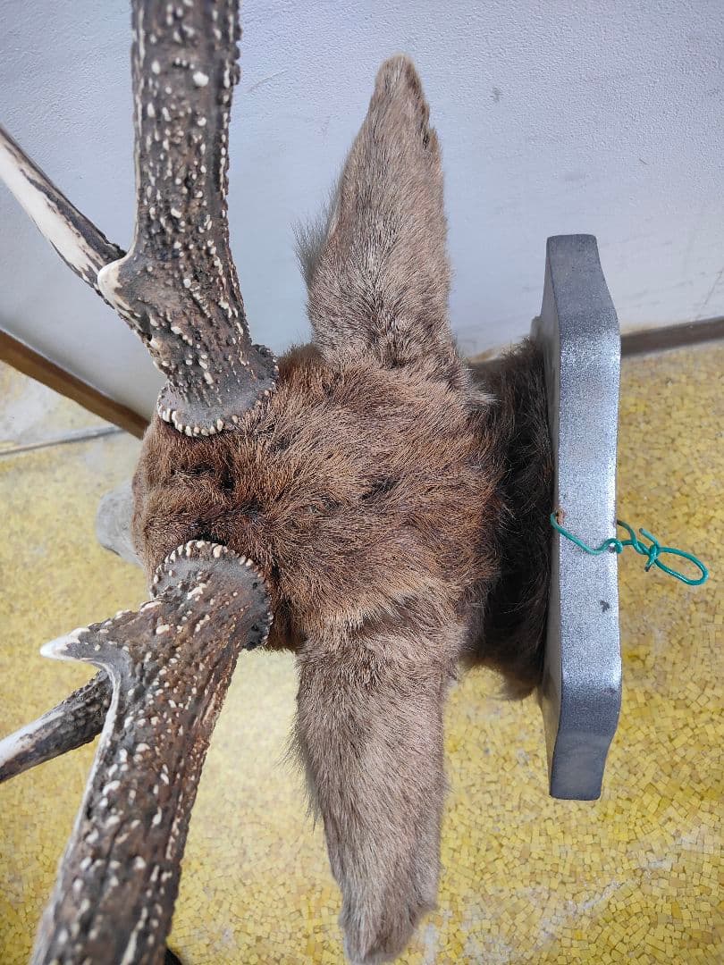 【引取限定】エゾシカ　特大サイズの北海道の蝦夷鹿ハンティングトロフィー