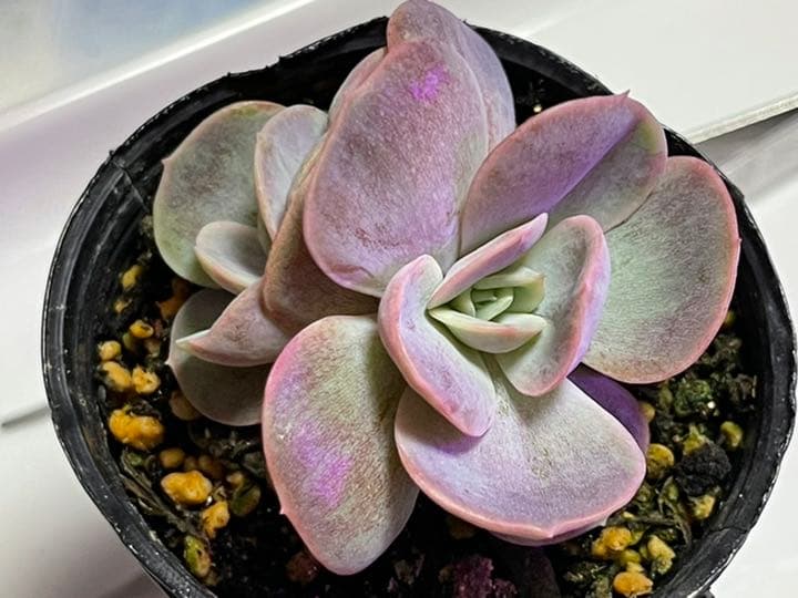 ❤️専用出品❤️ブルーサプライズ錦❤️抜き苗❤️ブルー札