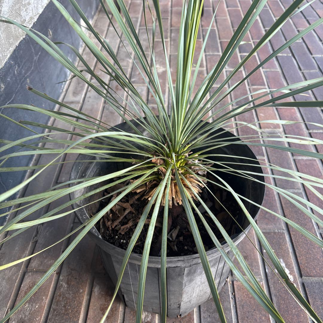 ユッカ ロストラータ　国内　実生　観葉植物 健康的な根元