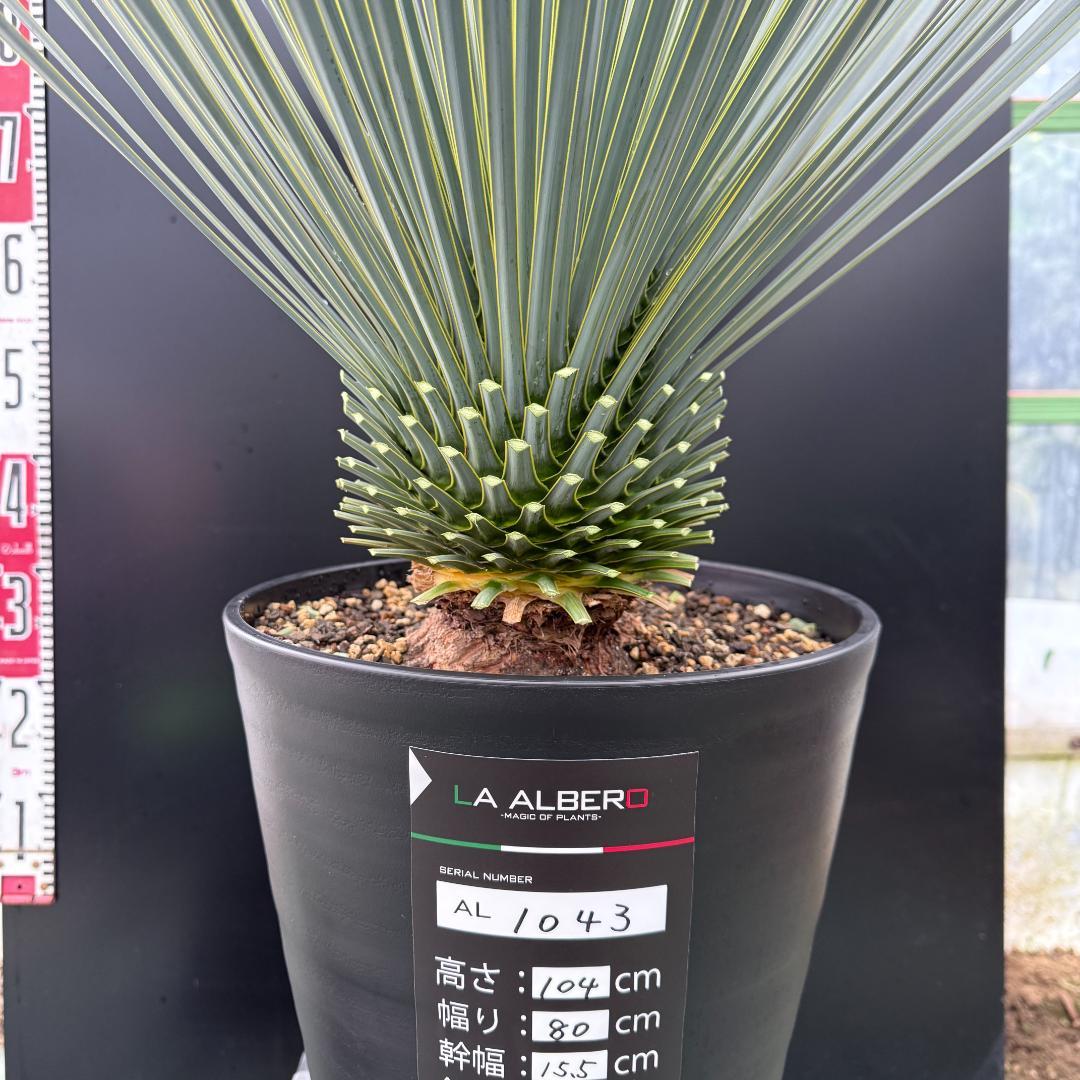 【AL1043】ユッカ　ロストラータ　ランチョブルー　数量限定販売