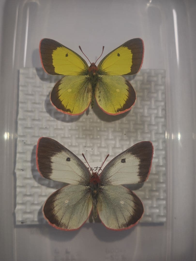 蝶 標本 ミヤマモンキチョウ（北アルプス、浅間山系）２ペアセット　規制前飼育品