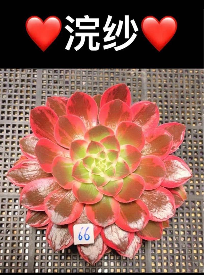 多肉植物アエオニウム錦❤️浣纱❤ 状態図