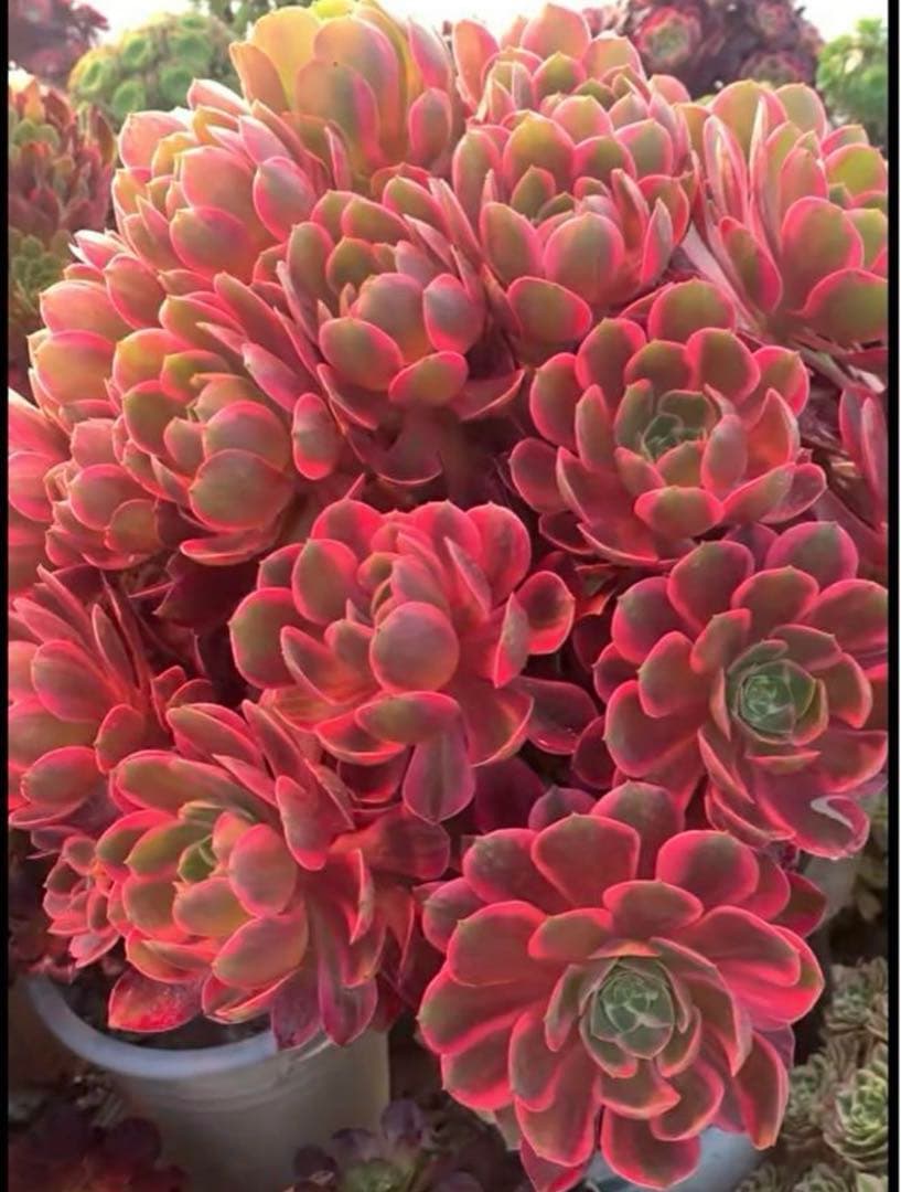 多肉植物アエオニウム錦❤️浣纱❤ 状態図