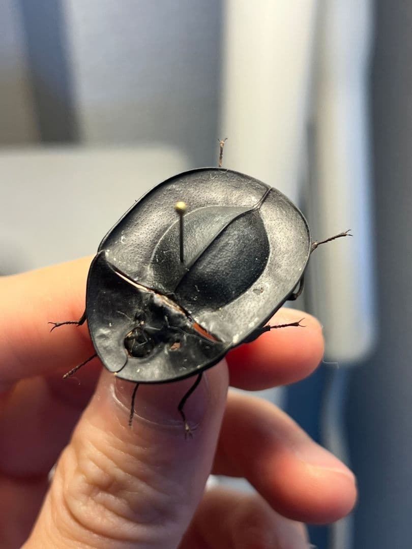 【31mm】パイザラゴミムシ 巨大 昆虫標本 標本 甲虫 オサムシ ハンミョウ