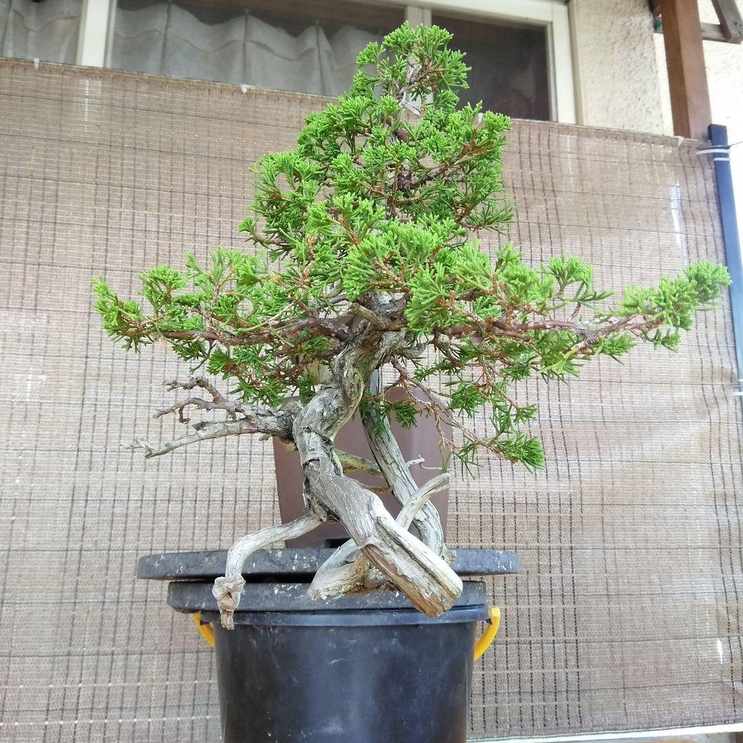 糸魚川真柏　　樹齢80～　撮影日2023,10,22日