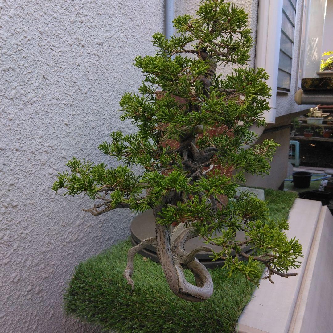 糸魚川真柏　　樹齢80～　撮影日2023,10,22日