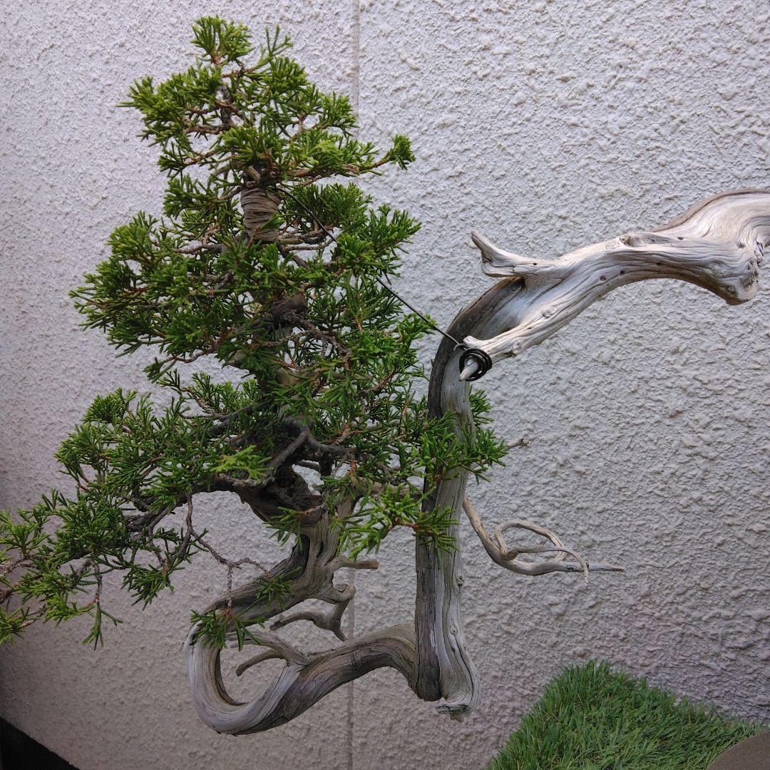 糸魚川真柏　　樹齢80～　撮影日2023,10,22日