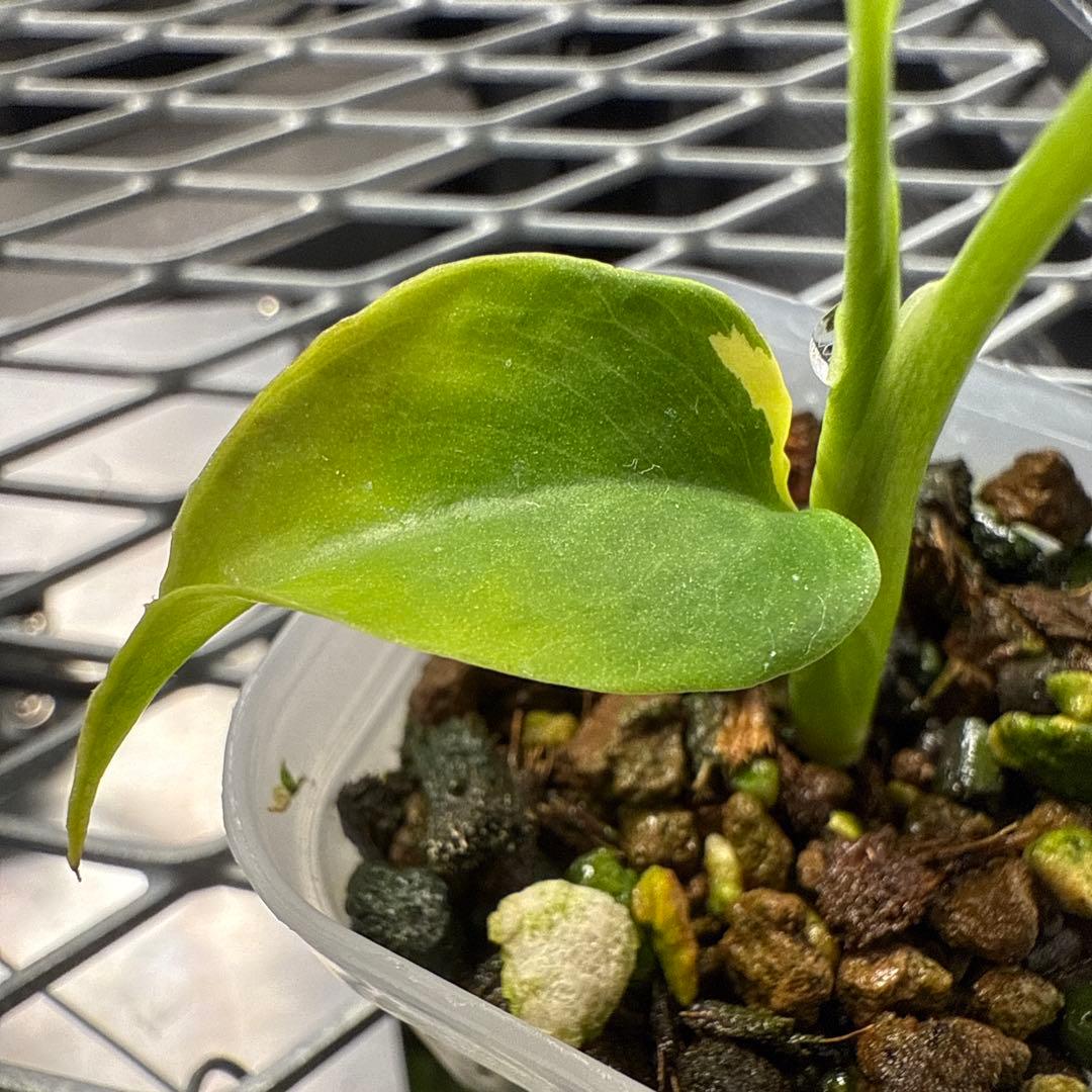 ノ*ノ様 希少 モンステラ レモンライム 斑入り