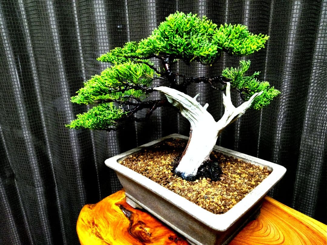 【貴風　糸魚川真柏盆栽】　　　　⭕幹太…新春セール❗ 　★1月末まで限定価格★