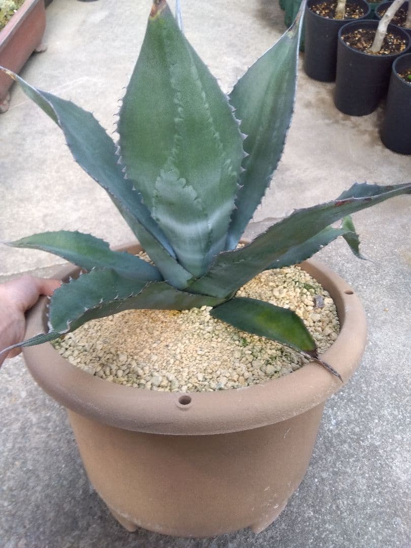 アガベ　ミラビリス　アトロビレンス　大株50センチ❗　な