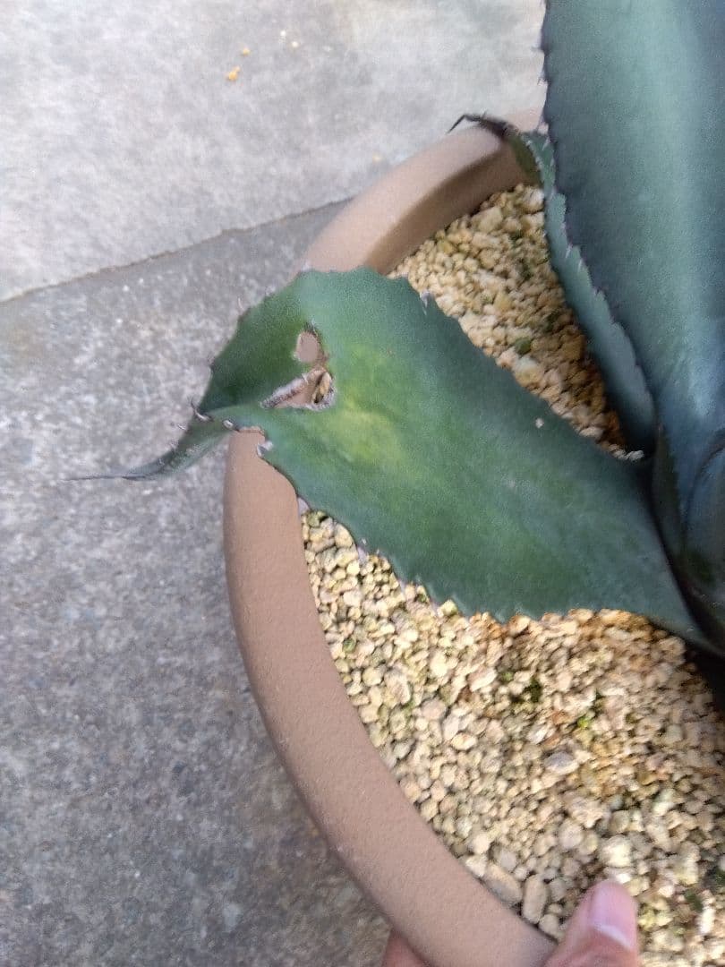 アガベ　ミラビリス　アトロビレンス　大株50センチ❗　な