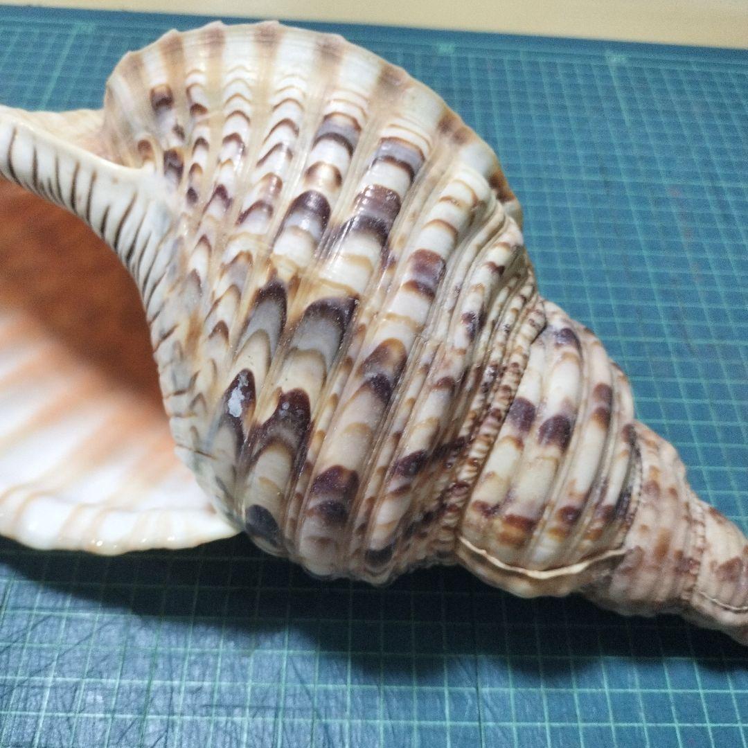 特大法螺貝　ほら貝　ホラ　約36cm　状態良い美品