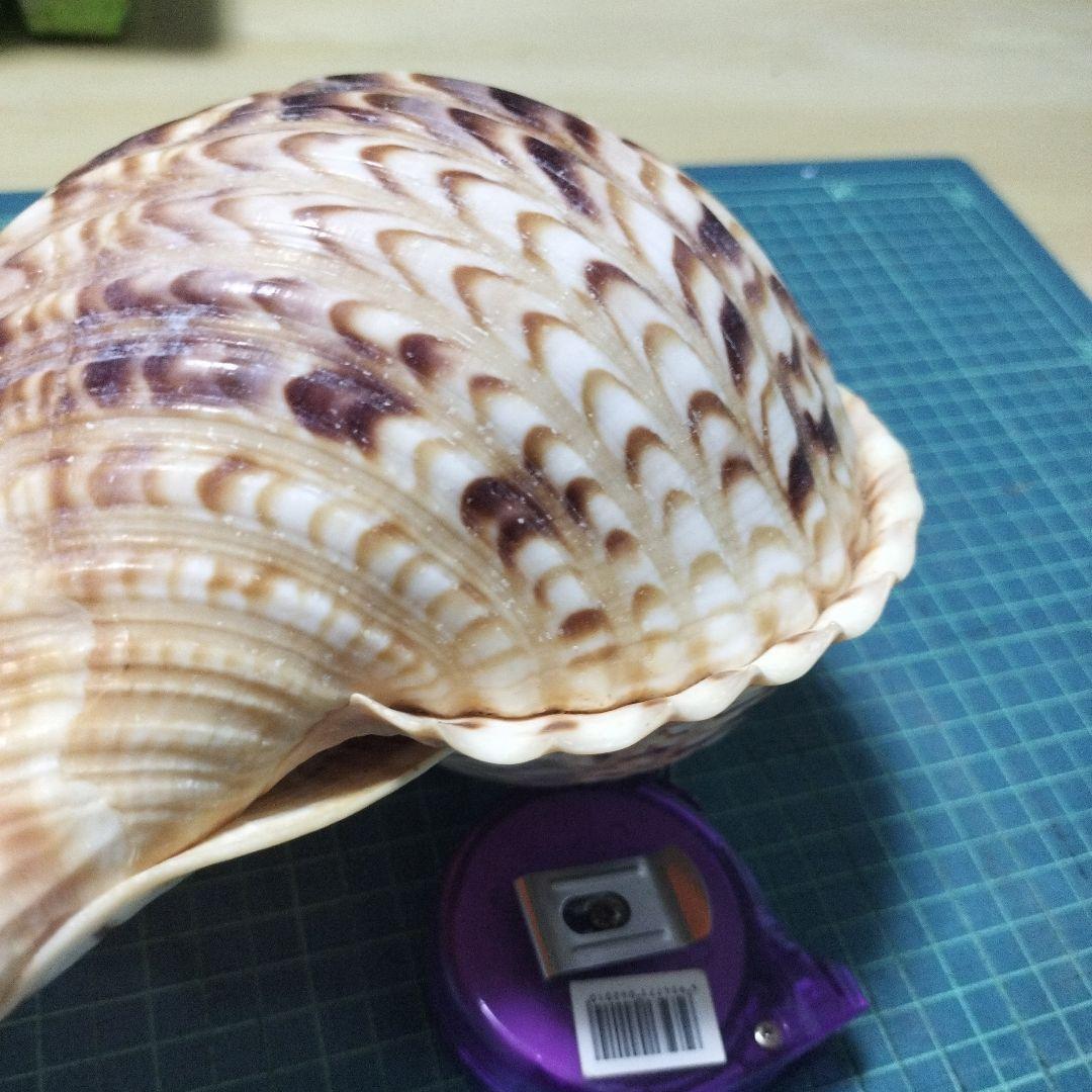 特大法螺貝　ほら貝　ホラ　約36cm　状態良い美品