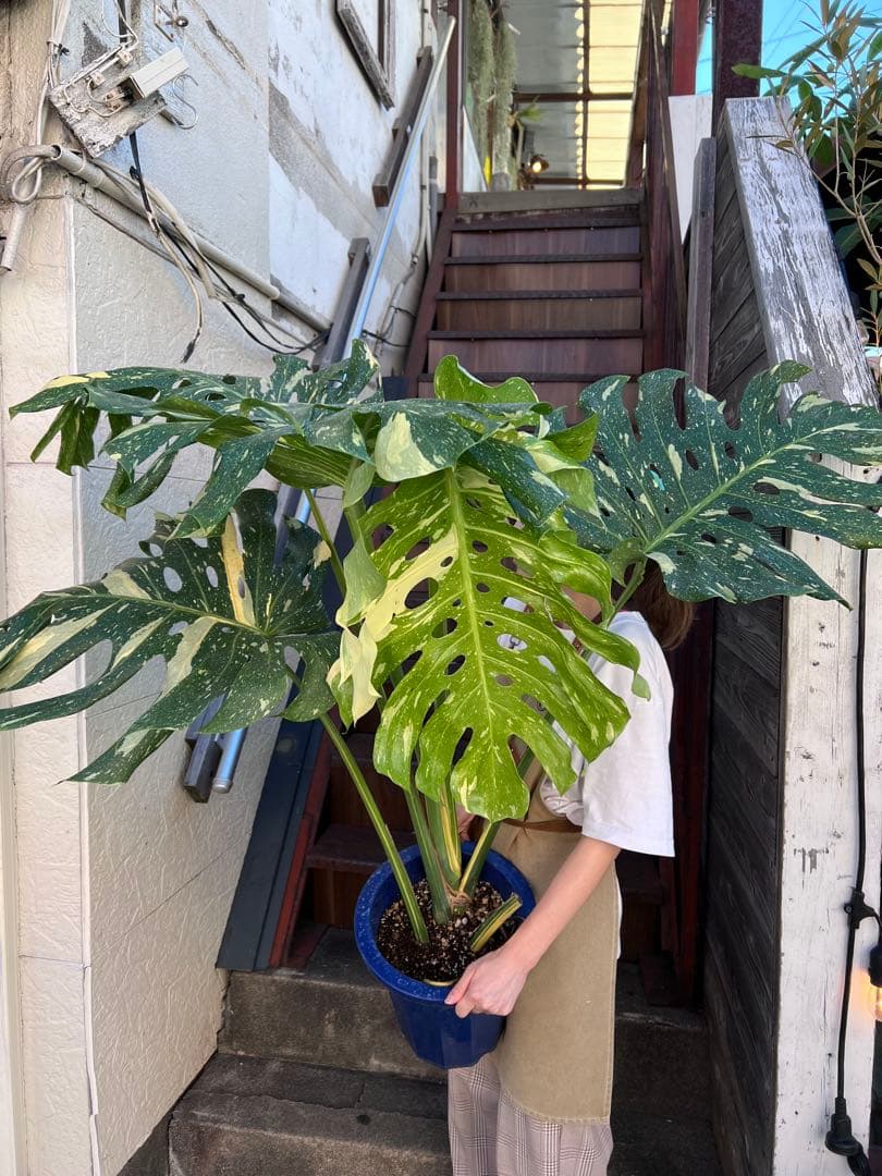 た*き様 今回は送料込み　モンステラ斑入り（イエローモンスター）