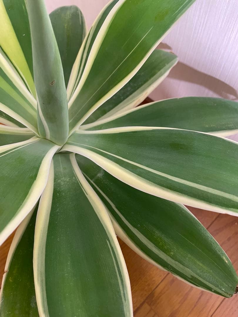 アガベ　アテナータ　White edge with yellow 白覆輪　黄中斑