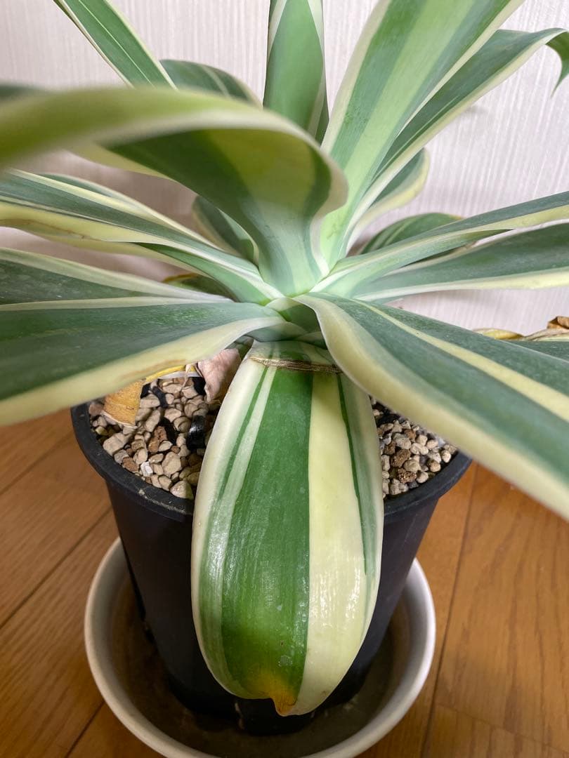 アガベ　アテナータ　White edge with yellow 白覆輪　黄中斑