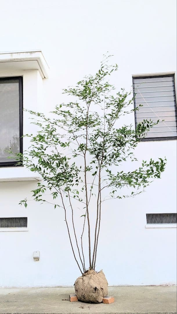 主役。。特大サイズの山採りハイノキ