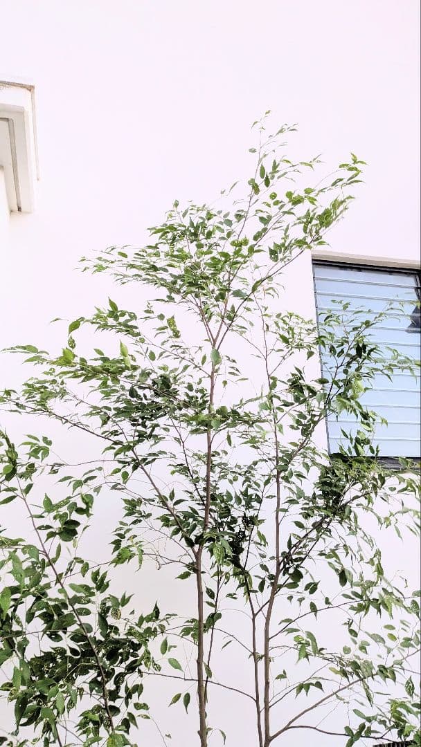 主役。。特大サイズの山採りハイノキ