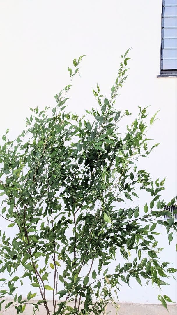 主役。。特大サイズの山採りハイノキ