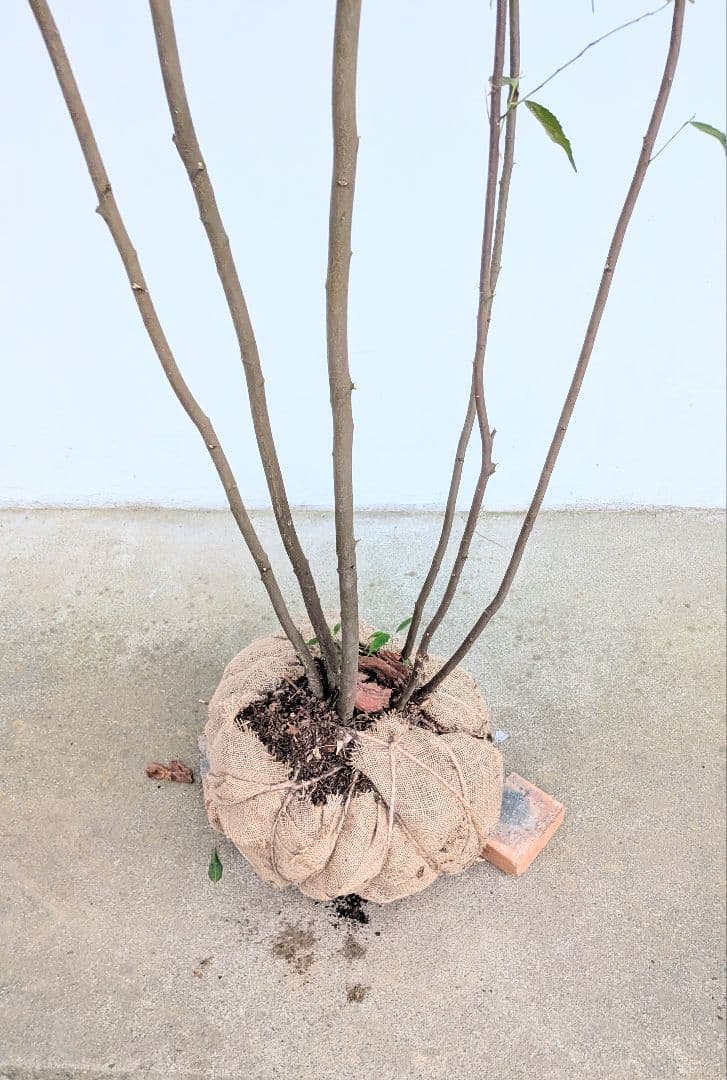 主役。。特大サイズの山採りハイノキ