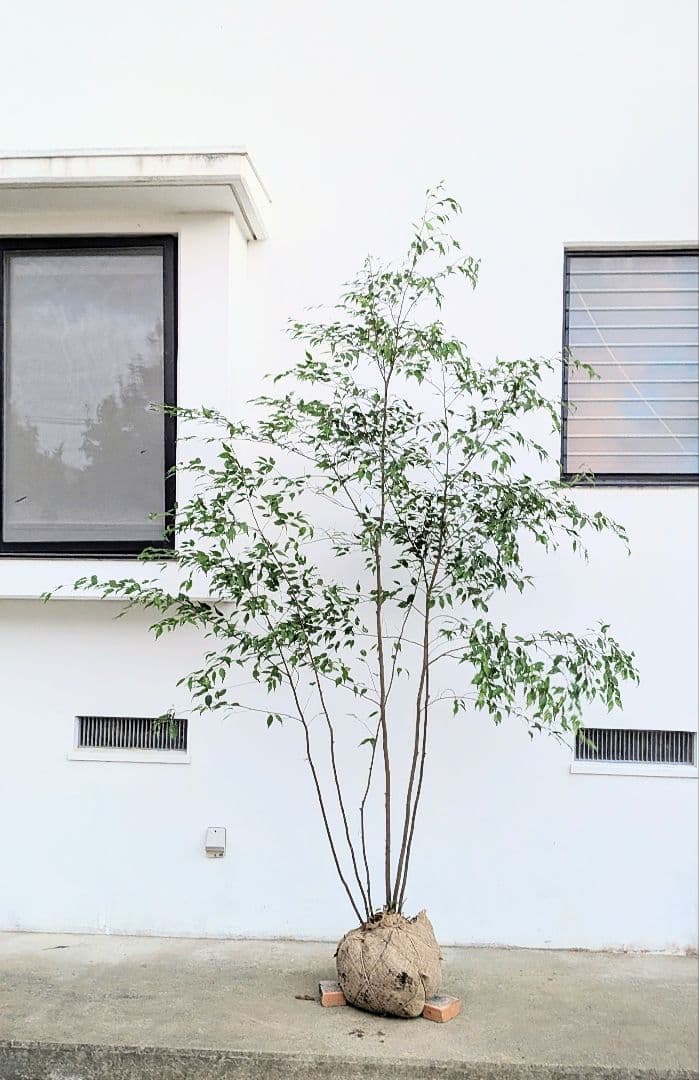 主役。。特大サイズの山採りハイノキ