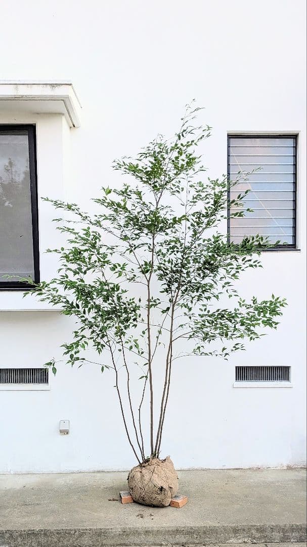 主役。。特大サイズの山採りハイノキ