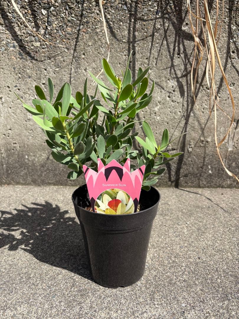 冬季の為、出品停止中☆3500サマーサン☆リューカデンドロン