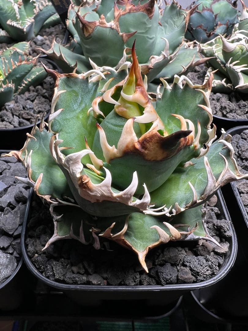 レッドキャットウィーズル