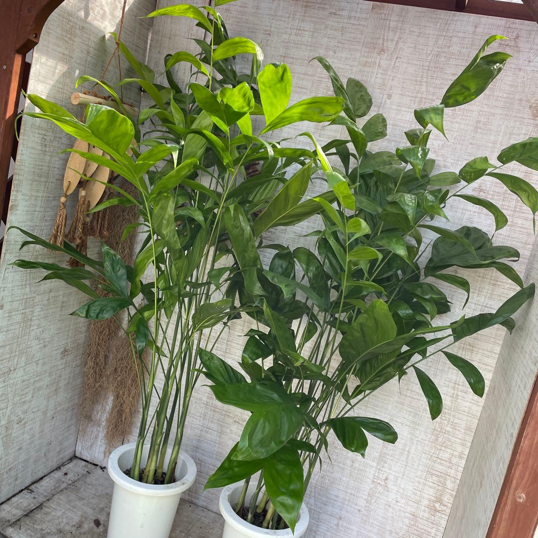 週末特価！2鉢価格！高性チャメドレア　苗　苗木　観葉植物　7号鉢　複数株植え