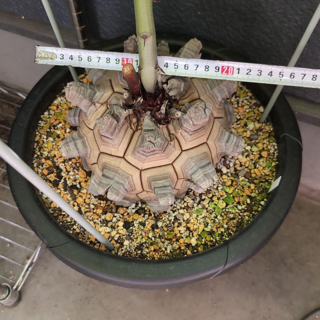 丸型美株12号鉢アフリカ亀甲竜　ディオスコレア　エレファンティペス　塊根約24㌢