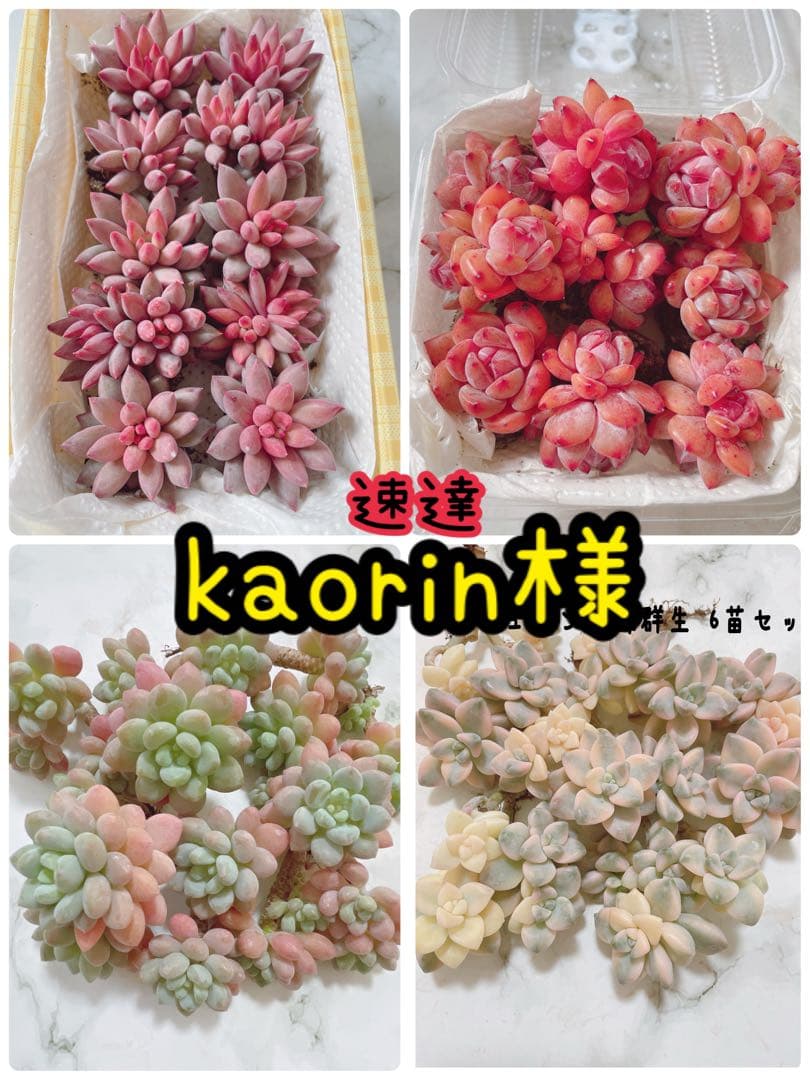 多肉植物 韓国苗 kaorin様