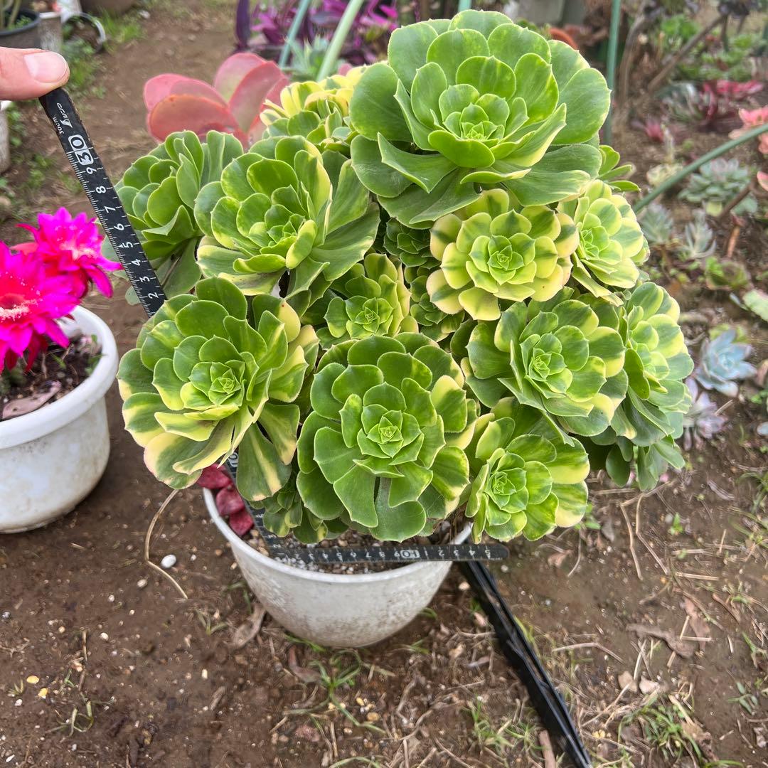 多肉植物。五彩瑠璃法師錦抜き苗