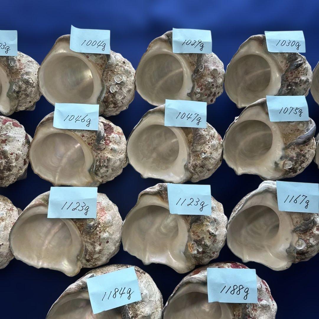 大型夜光貝　ヤコウ貝　まとめ売り　17個　18、4kg アクセサリー　ルアー