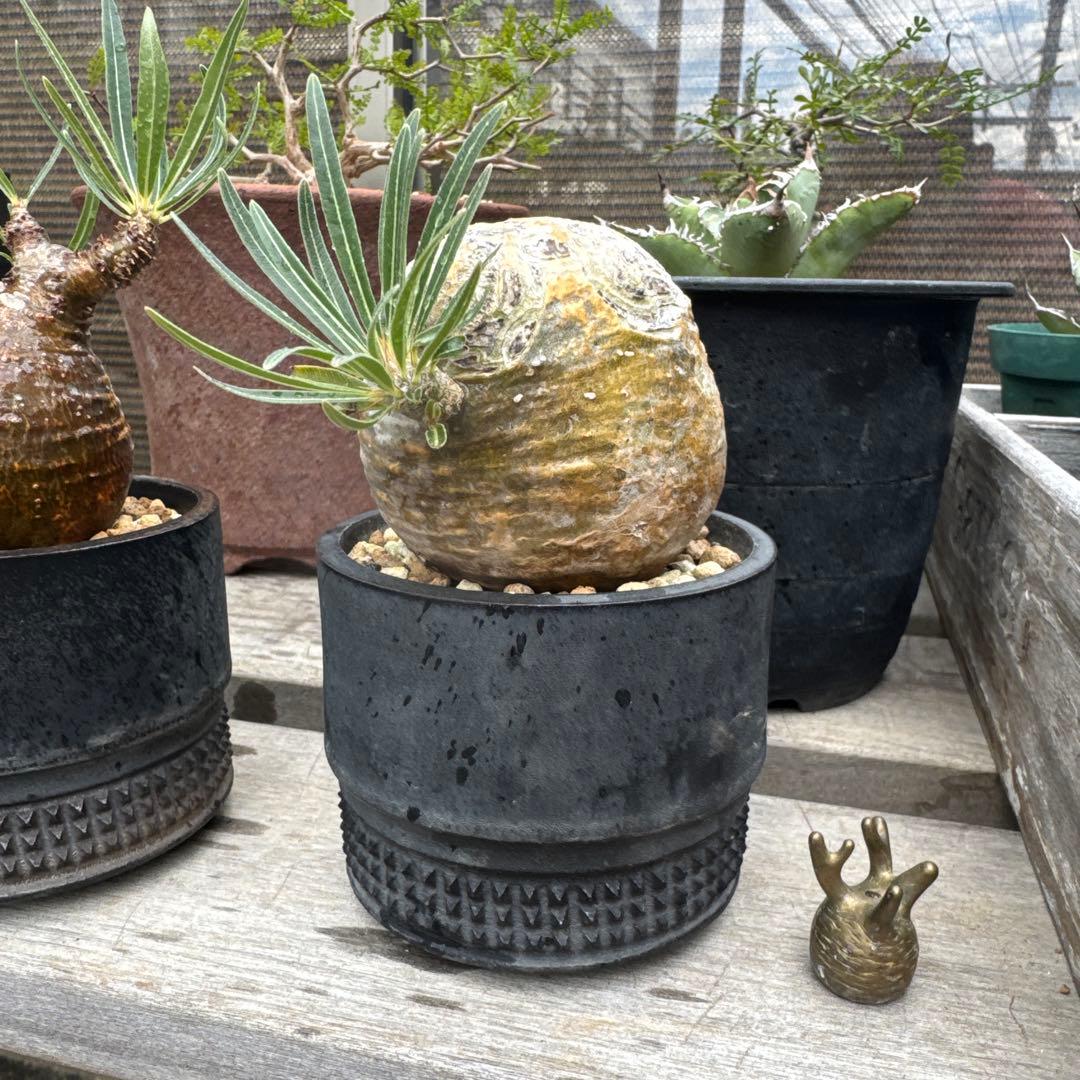 グラキリス　spicy gem コピアポア オペルクリカリア まんじゅう型