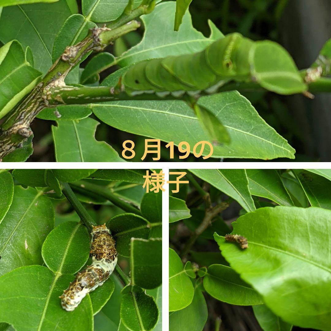 アゲハ　エサ　柚子の葉　無農薬