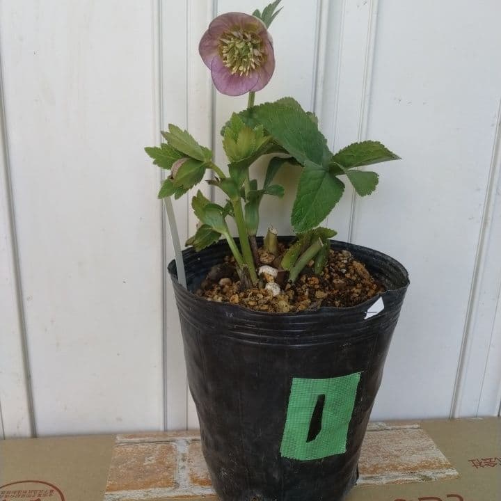 クリスマスローズセミダブル 加藤農園。開花株。登録品種。NO1