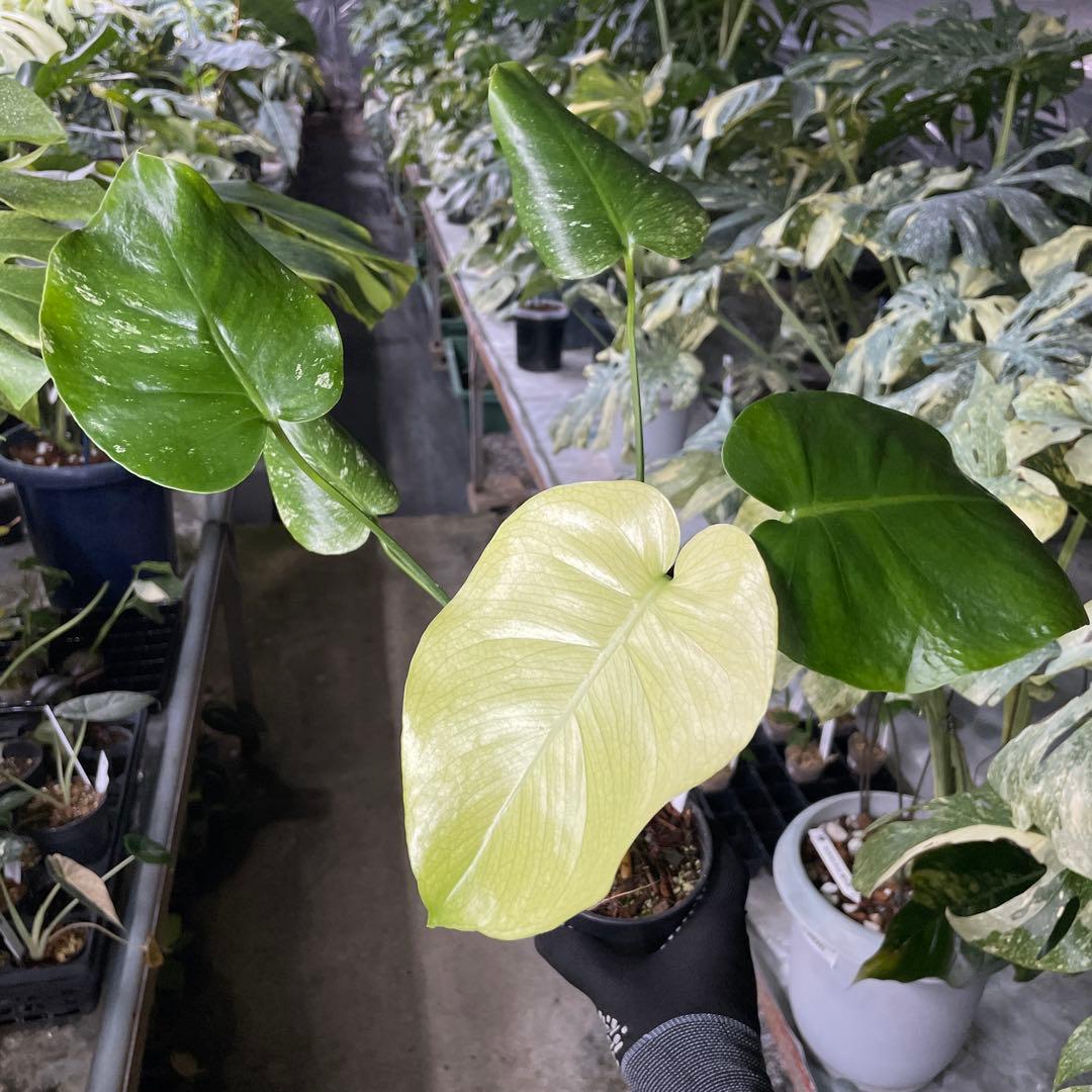 V1 モンステラ　ホワイト　モンスター　天津蘭　美斑