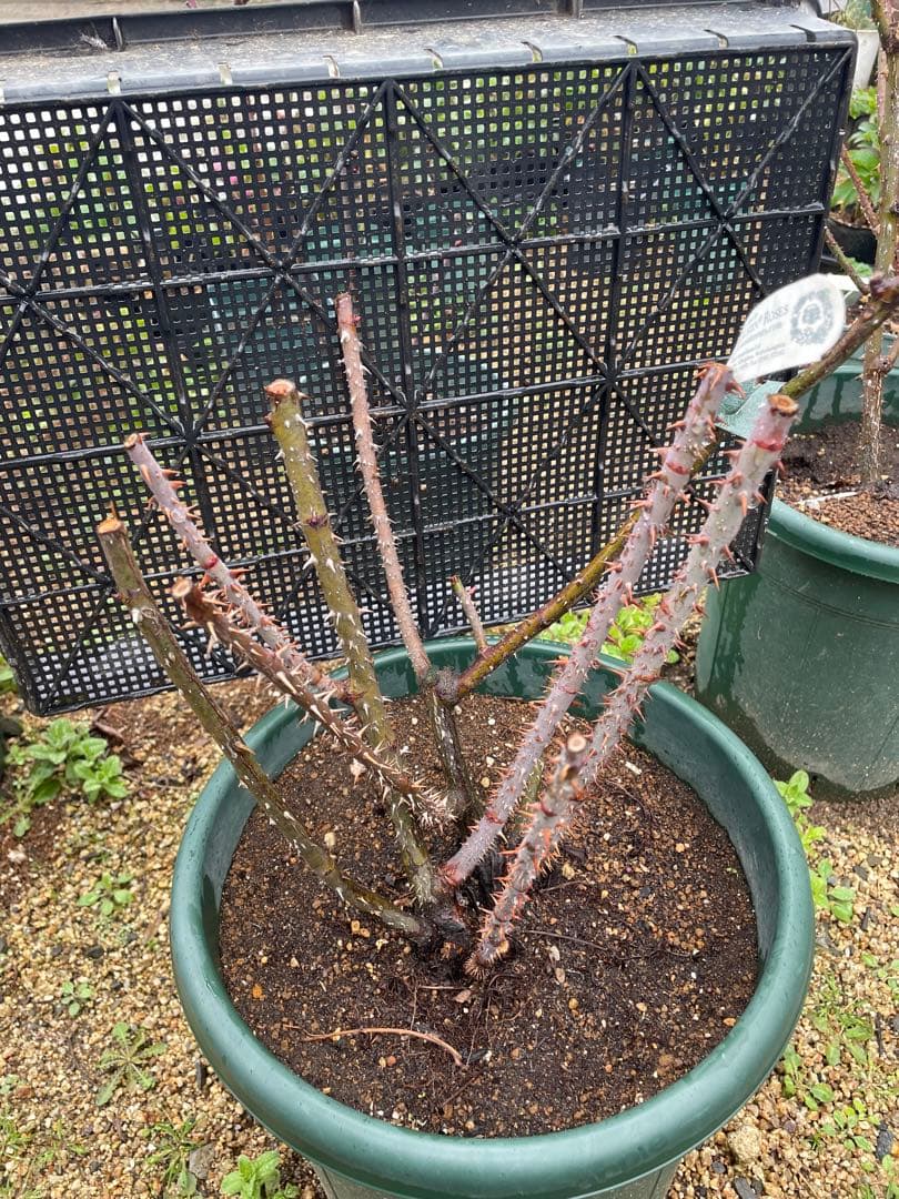 【ガートルートジェキル】イングリッシュローズ　裸苗