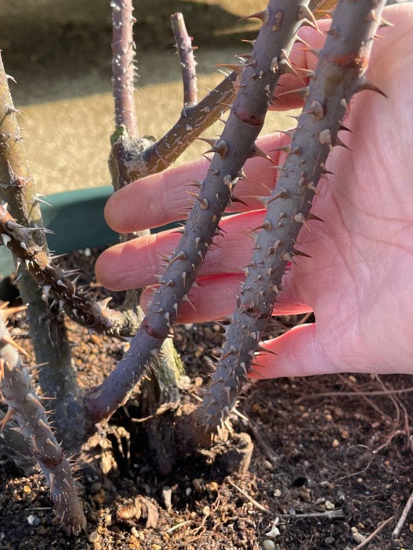 【ガートルートジェキル】イングリッシュローズ　裸苗