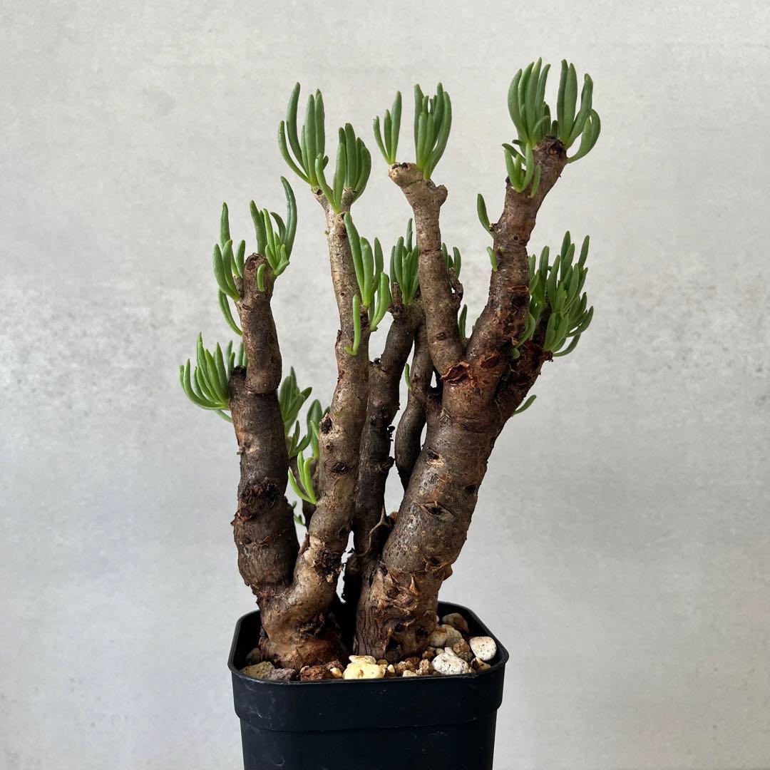 チレコドン ハリー　現地球　Tylecodon hallil