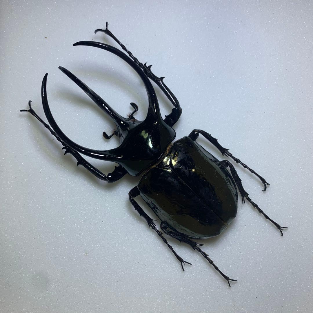 【標本】アトラスオオカブト　ミンダナオ島産WD♂100mm /ミンダナオアトラス