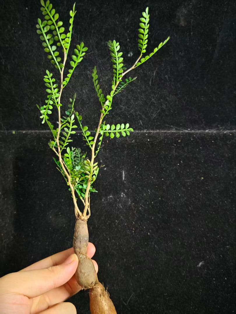 こ*い様 オペルクリカリア パキプス／Operculicarya pachypu