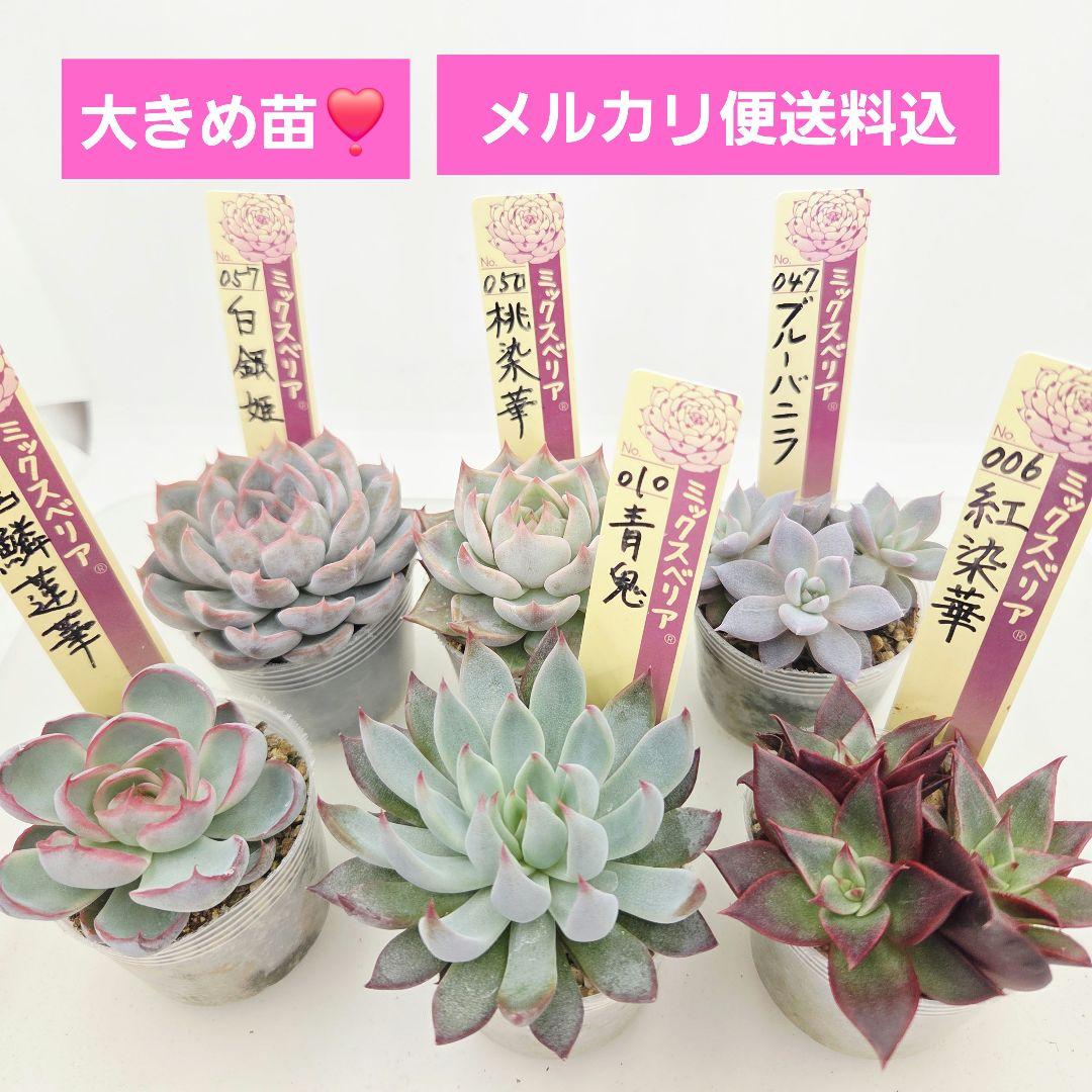 a*s様 ③大きめ苗! 青鬼❣️紅染華❣️龍鱗蓮華❣️発根済 6苗 メルカリ便送