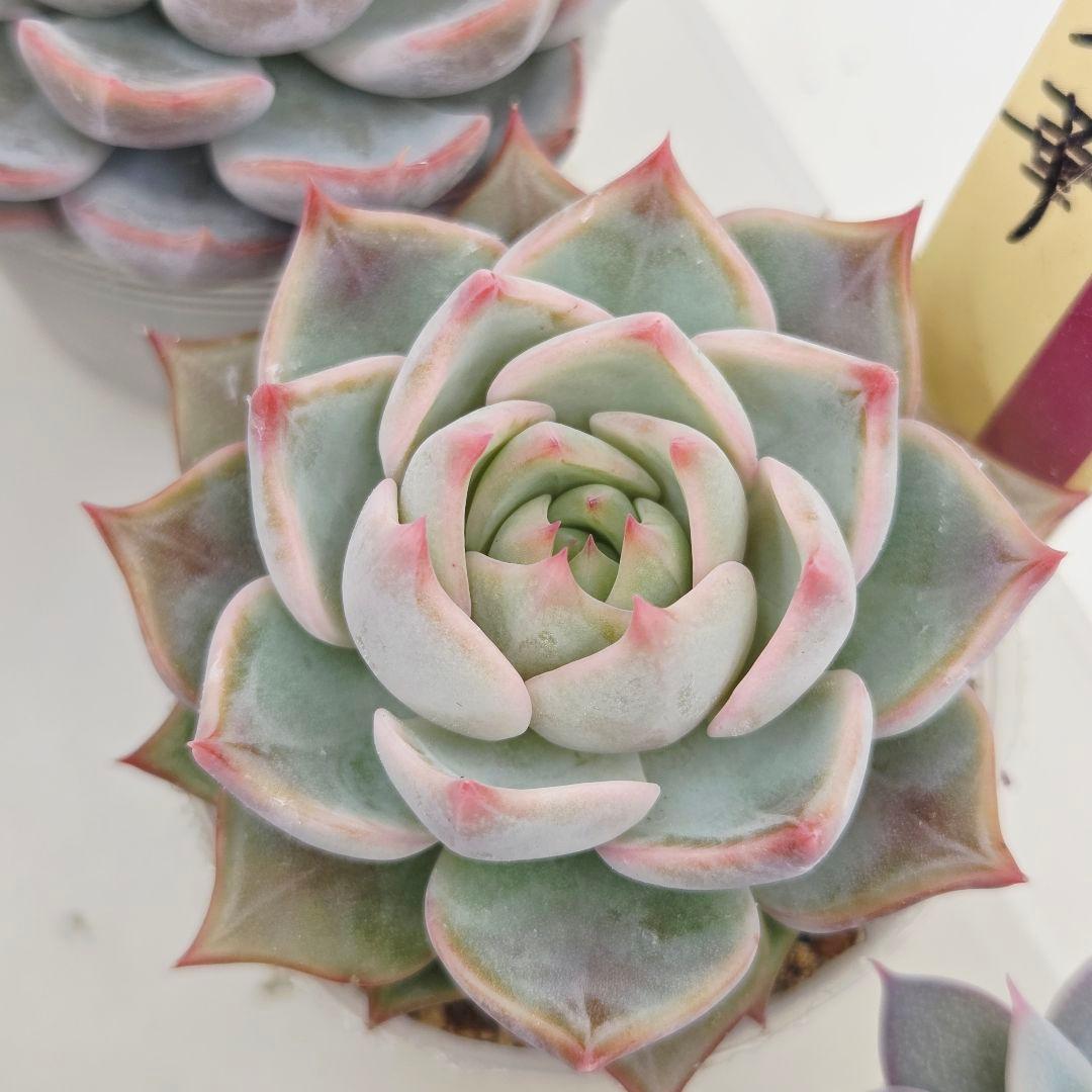 a*s様 ③大きめ苗! 青鬼❣️紅染華❣️龍鱗蓮華❣️発根済 6苗 メルカリ便送