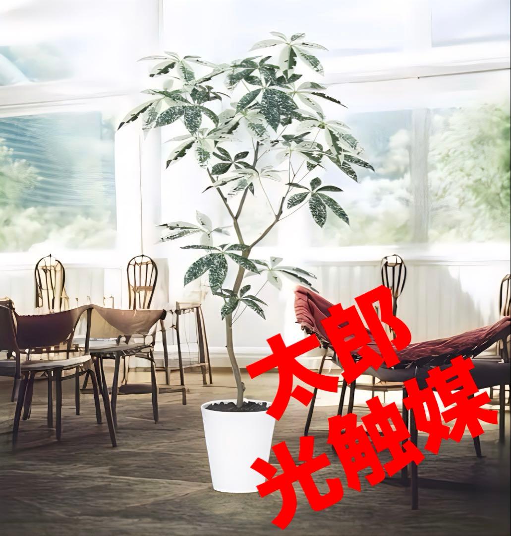 光触媒　人工観葉植物　フェイクグリーン　パキラミルキーウェイ120FST