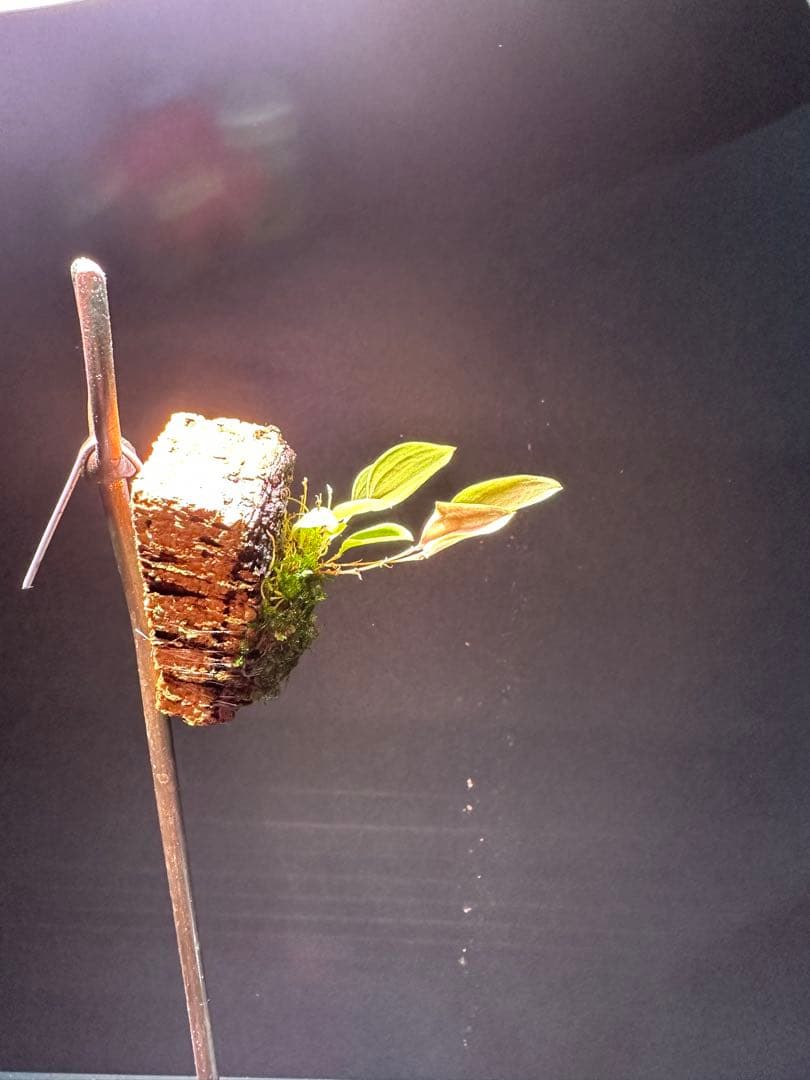 lepanthes lucifer レア種　南米小型着生ランレパンテスミニチュア