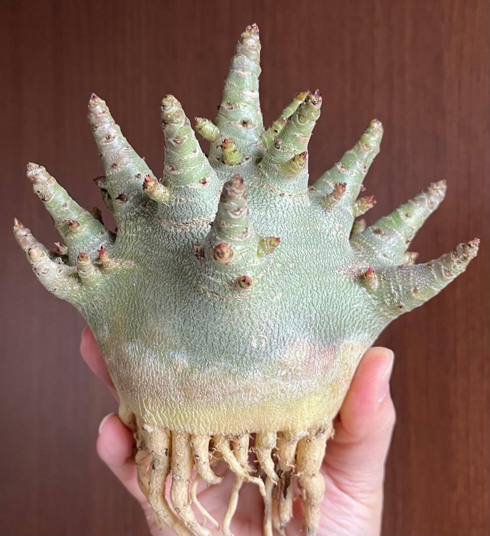 【ドワーフ/極太 】アデニウム アラビカム ゴジ A